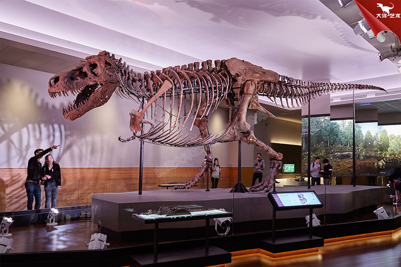 霸王龍骨架博物館恐龍骨架化石模型